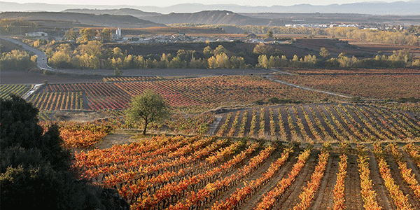 2019 Spanish Harvest Report