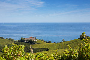 Bodegas Txomin Etxaniz