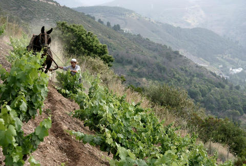 Descendientes de J. Palacios (DJP)