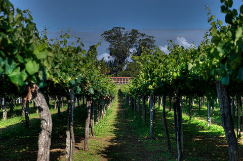 Castro Mart&iacute;n