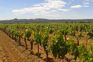 Bodegas Pirineos
