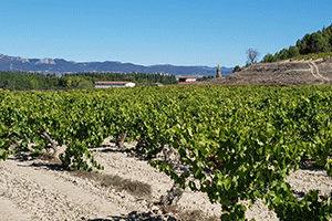 Bodegas Urbina