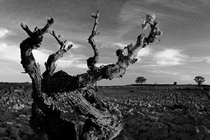 Bodegas y Vi&ntilde;edos Alnardo