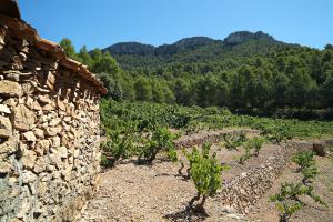 Celler Cap&ccedil;anes