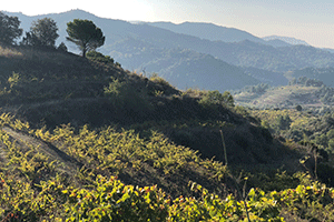 Celler Aixal&agrave; i Alcait