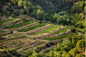 Celler Cecilio