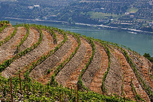 Lavradores de Feitoria