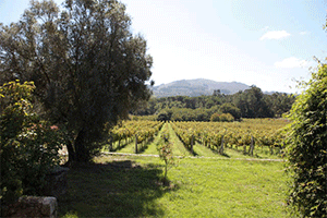 Quinta do Ameal
