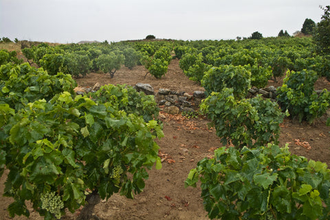 Castillo De Cuzcurrita