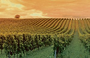 Bodegas Eidosela